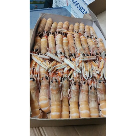 SCAMPI BORDO INSHORE IRLANDA 16/20 GELO